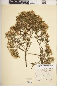 Barkleyanthus salicifolius image