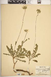Berlandiera subacaulis image
