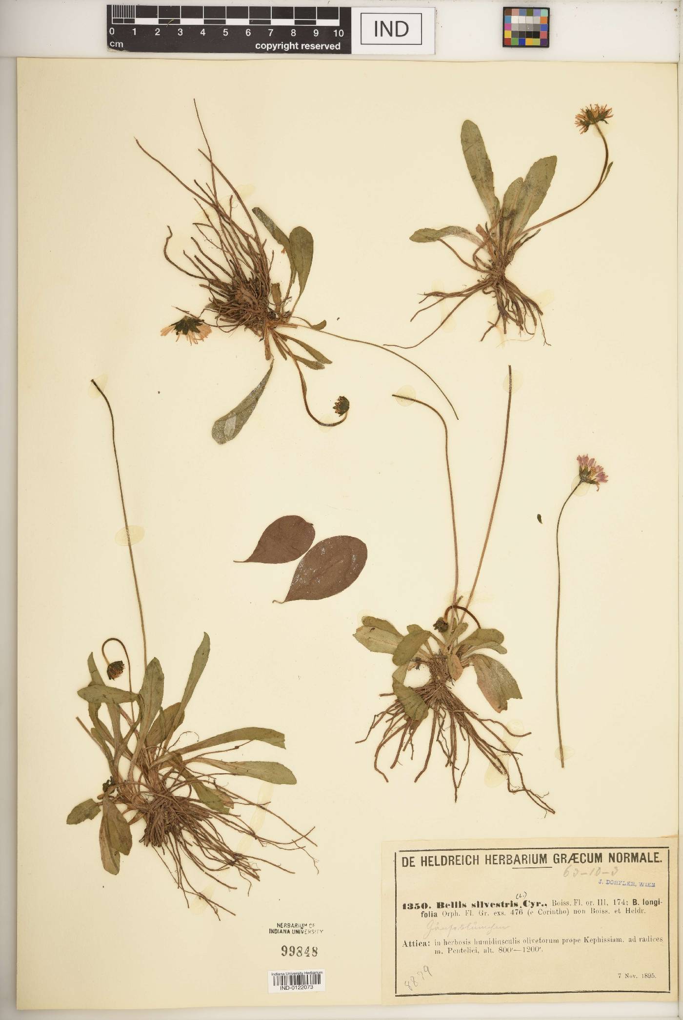 Bellis sylvestris image