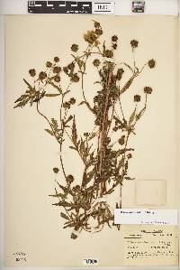 Bidens aristosa image