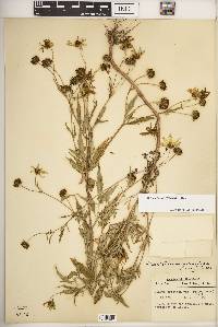 Bidens aristosa image