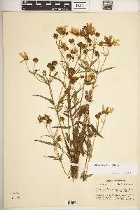 Bidens aristosa image