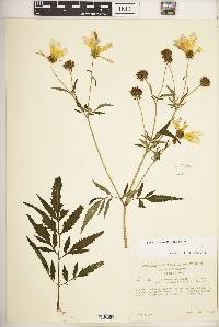 Bidens aristosa image