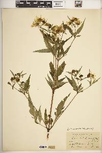 Bidens aristosa image