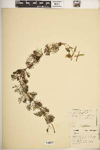 Bidens beckii image