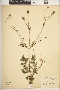 Bidens bipinnata image