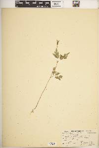 Bidens bipinnata image