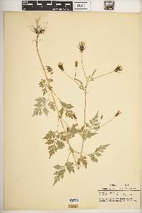 Bidens bipinnata image