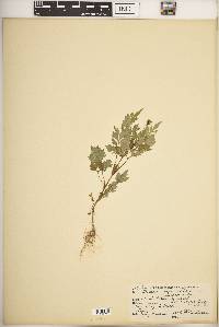 Bidens bipinnata image