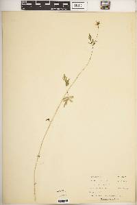 Bidens bipinnata image