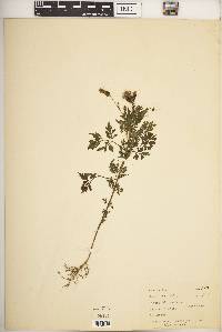 Bidens bipinnata image