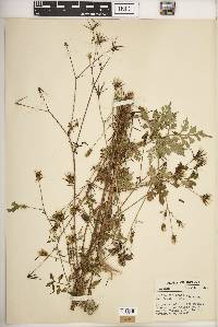 Bidens bipinnata image