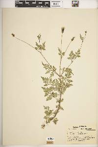 Bidens bipinnata image