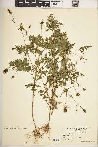 Bidens bipinnata image