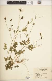 Bidens bipinnata image