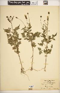 Bidens bipinnata image