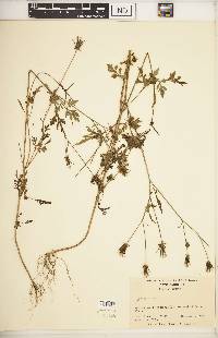 Bidens bipinnata image