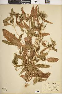 Bidens tripartita image