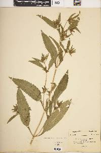 Bidens tripartita image