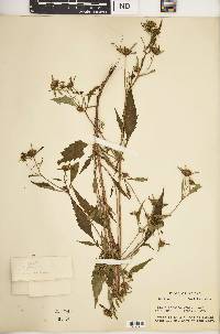 Bidens connata image