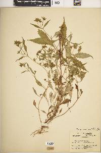 Bidens connata image