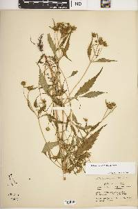 Bidens connata image