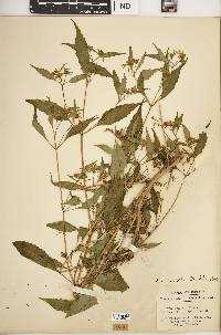 Bidens connata image