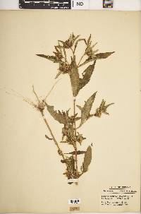 Bidens tripartita image