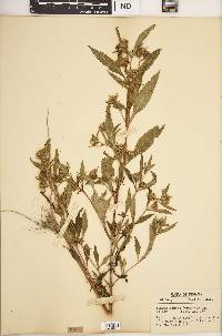 Bidens tripartita image