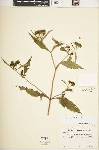 Bidens connata image