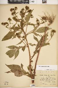 Bidens connata image