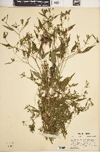 Bidens discoidea image