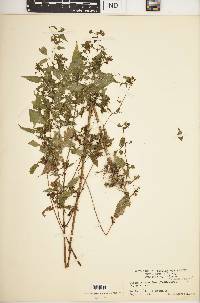 Bidens discoidea image