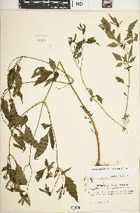 Bidens discoidea image