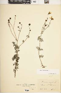 Bidens aurea image