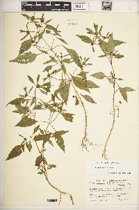 Bidens heterodoxa image