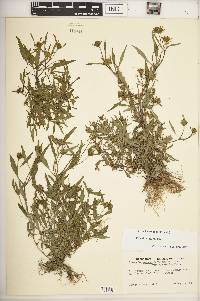 Bidens heterodoxa image