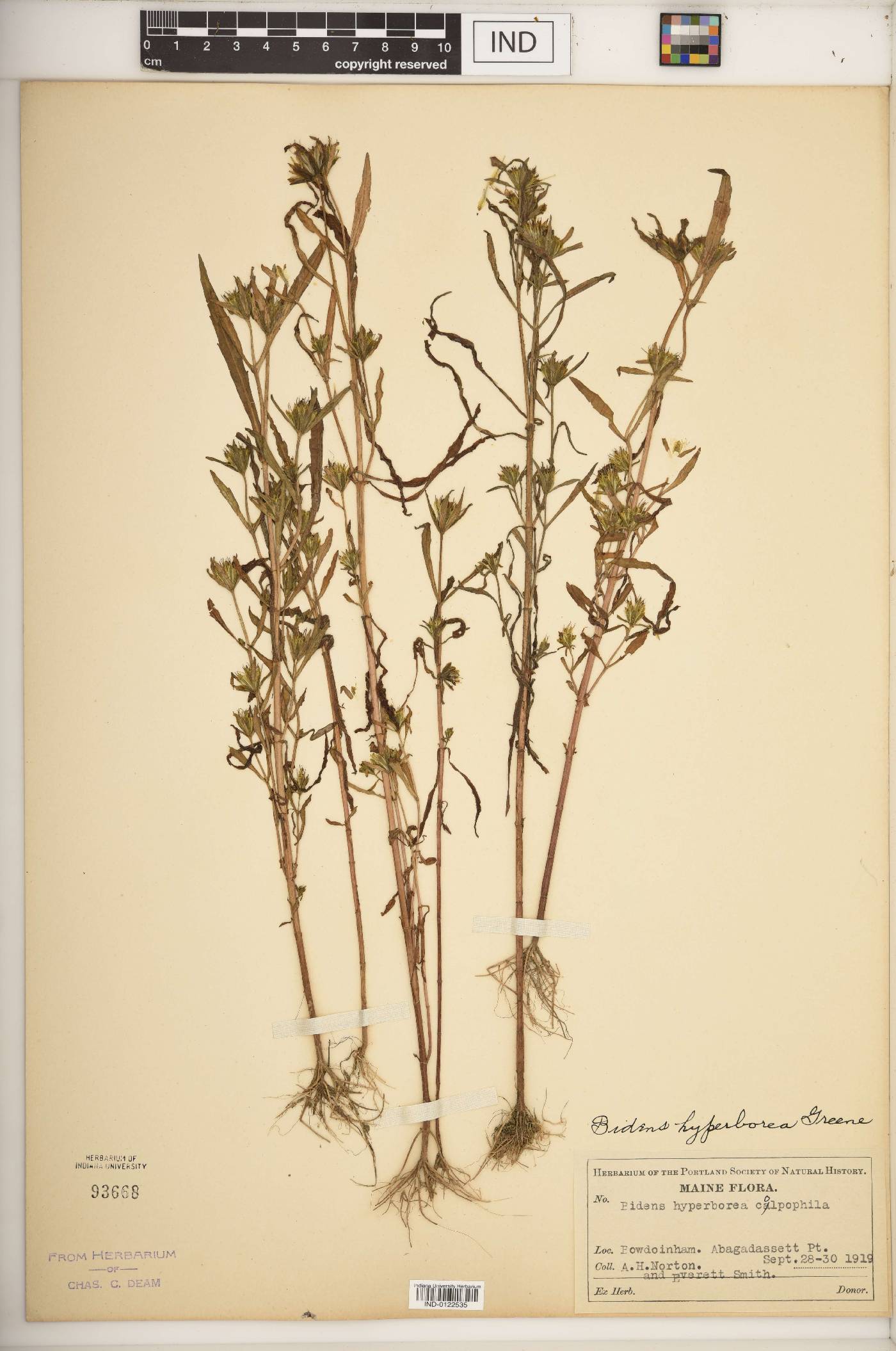 Bidens hyperborea image