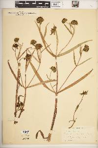 Bidens laevis image