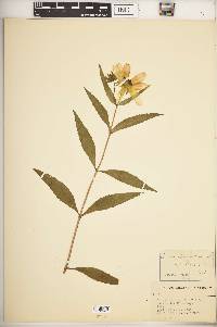 Bidens laevis image