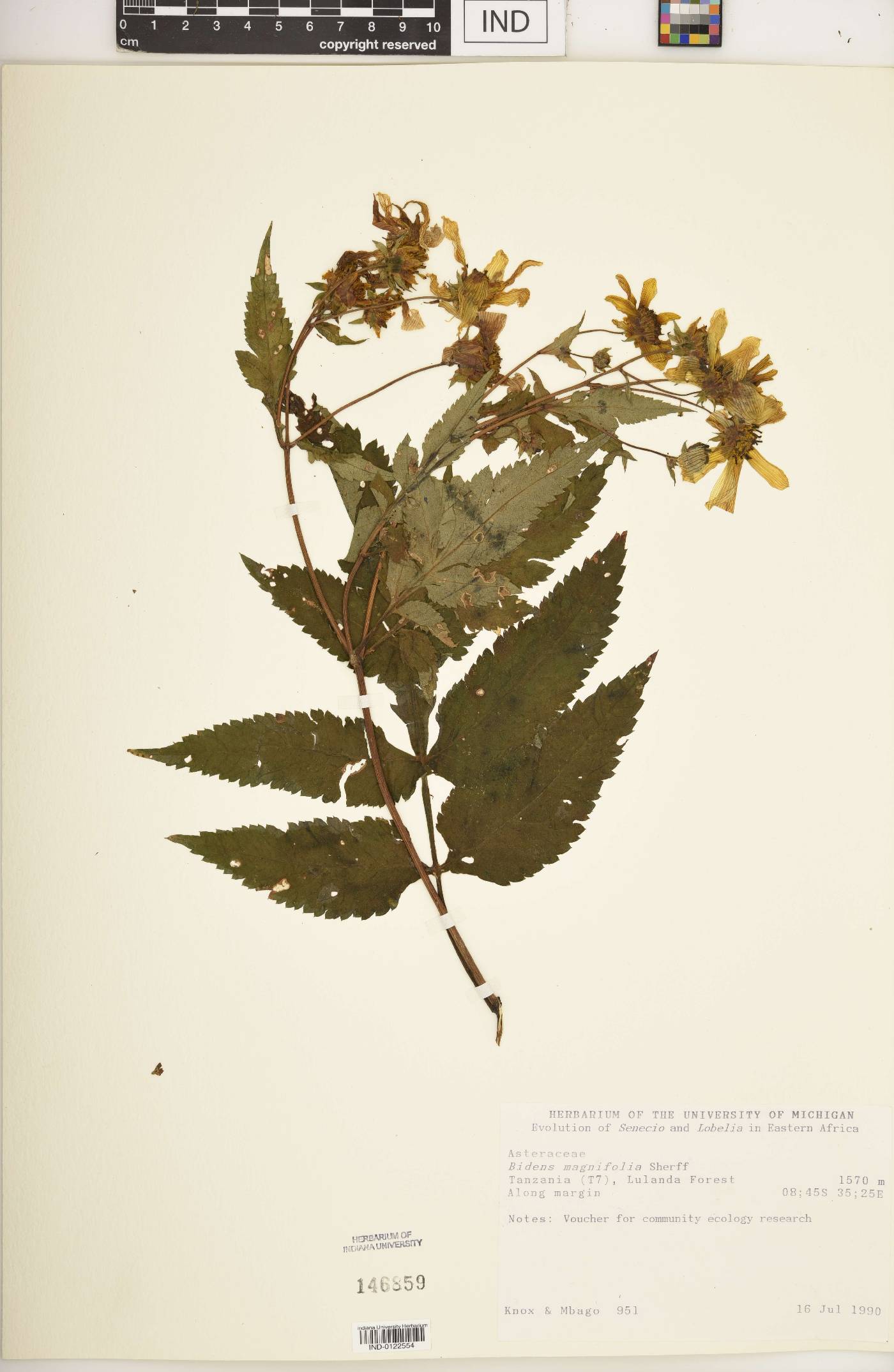 Bidens magnifolia image