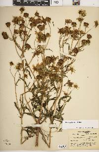 Bidens polylepis image