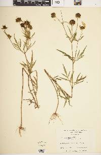 Bidens polylepis image