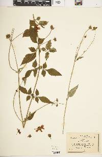 Bidens rosea var. aequisquama image