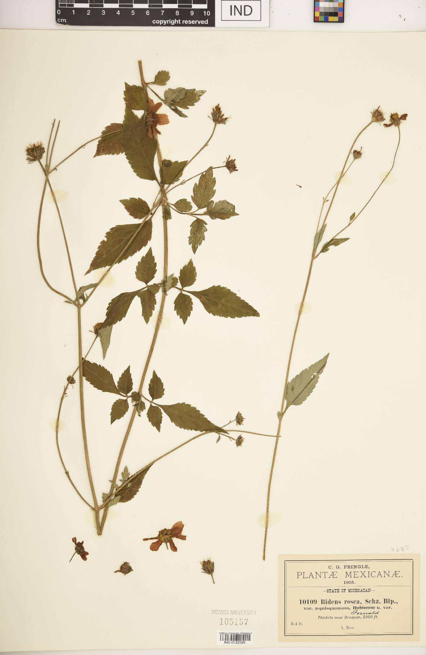 Bidens rosea var. aequisquama image