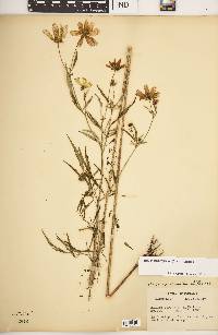 Bidens trichosperma image