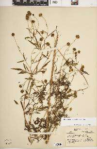 Bidens trichosperma image