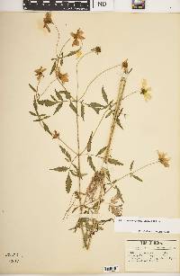 Bidens trichosperma image