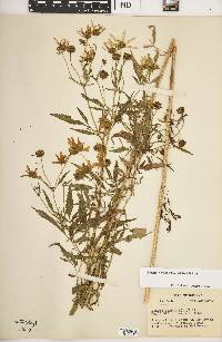 Bidens trichosperma image