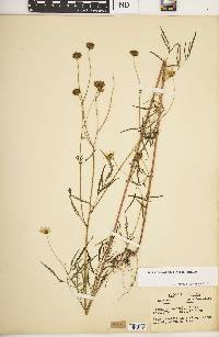 Bidens trichosperma image